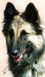 BaloweenBaby.Fi.JPG (25156 bytes)