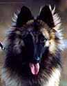 BelleHaloween.head2.jpg (9957 bytes)