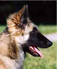 BonaPuppy.JPG (11295 bytes)