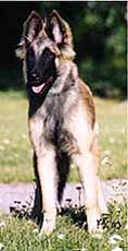 BonaPuppy1.JPG (11688 bytes)