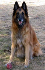 Candy-Haloween11.04.2006-8v.HeidiM.jpg (125969 bytes)