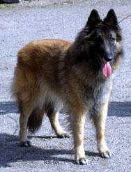 Dashing-Amie24.04.2005-6v11kk.Fancy.1.jpg (34869 bytes)