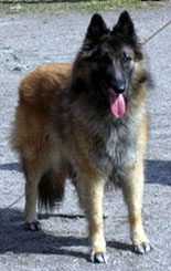 Dashing-Amie24.04.2005-6v11kk.Fancy.2.jpg (38463 bytes)
