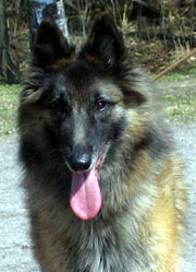 Dashing-Amie24.04.2005-6v11kk.Fancy.3.jpg (34355 bytes)