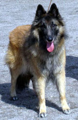 Dashing-Amie24.04.2005-6v11kk.Fancy.5.jpg (37713 bytes)