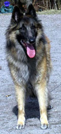 Dashing-Amie24.04.2005-6v11kk.Fancy.7.jpg (50904 bytes)