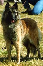 DashingAmieFrenchSpec1999.JPG (16955 bytes)