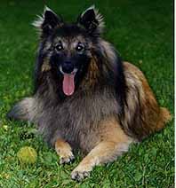 DoggedJack02.07.2002-4v1kk.JPG (16112 bytes)