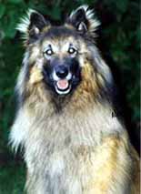 DoggedJack02.07.2002-4y1m.JPG (11123 bytes)
