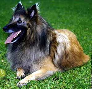 DoggedJack02.07.2002-4y1mth.JPG (23195 bytes)