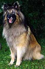 DoggedJack02.07.2002-4year1mth.JPG (12593 bytes)