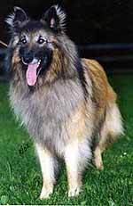 DoggedJack02.07.2002.JPG (13036 bytes)