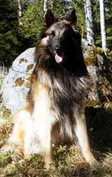 FairfoxBestmanKevat2002-2v..JPG (16267 bytes)