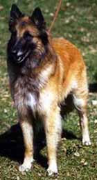 Fine-Aloween10.05.2003-3v.3.JPG (22322 bytes)