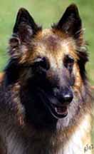 Fine-Aloween10.05.2003-3v.head.JPG (8951 bytes)
