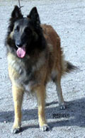 Flower-Aloween24.04.2005-5v.Faru.jpg (30365 bytes)