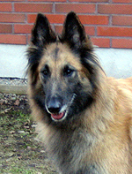 Gaily-Candy14.04.2008-4v1vk.Sara.2.jpg (60982 bytes)
