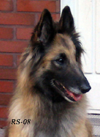 Gaily-Candy14.04.2008-4v1vk.Sara.head11.jpg (64378 bytes)