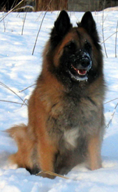 GeishaCandyJoulu2005-2v2v7kk.jpg (89035 bytes)