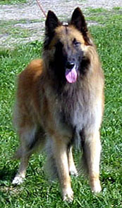 Gentle-Roger11.06.2005-2v1kk.4.jpg (46938 bytes)