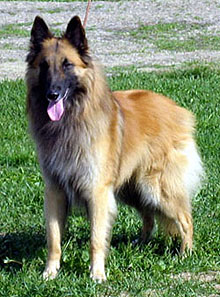 Gentle-Roger11.06.2005-2v1kk.5.jpg (85541 bytes)
