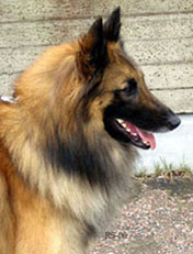 Golden-Roger21.05.2006-3v.head.1.jpg (27980 bytes)