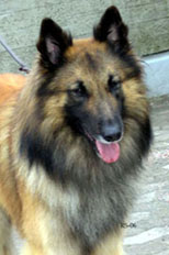 Golden-Roger21.05.2006-3v.head.jpg (36628 bytes)
