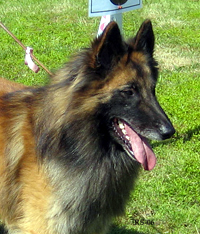 Grand-Roger02.07.2006-3v2kk.head.jpg (165119 bytes)