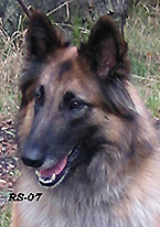 Honey-Eole7.10.2007-3v8kk.Nella.head6.jpg (61891 bytes)