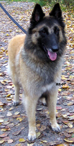 Icingsugar-Fame7.10.2007-3v7kk.Tami.10.jpg (162999 bytes)