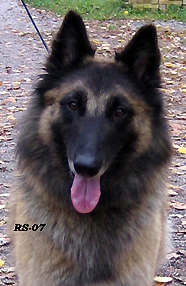 Icingsugar-Fame7.10.2007-3v7kk.Tami.head3.jpg (79484 bytes)