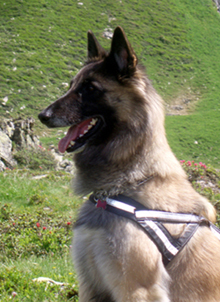 Icingsugar-FameKesak.2008-4v3kk.Tami.head.jpg (266139 bytes)