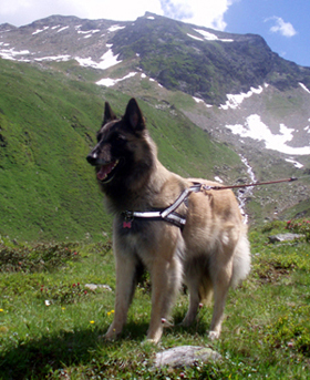 Icingsugar-FameKesak.2008-4v3kk.Tami.jpg (128895 bytes)
