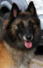 Instant-Fame13.09.2008-4v6kk.Dixie.head2.jpg (226310 bytes)