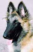 Ittybitty-Fame12.9.2004.head.jpg (15220 bytes)
