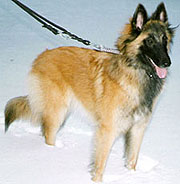 Ittybitty-Fame28.11.2004-8kk1vk.jpg (16883 bytes)