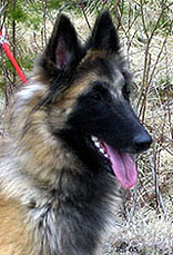 Ittybitty-Fame30.04.2005-13,5kk.head.jpg (28295 bytes)