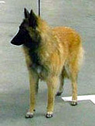 Ittybitty-Fame31.10.2004-7,5kk.jpg (12733 bytes)