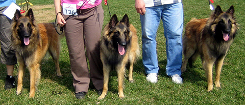 J-Tr7.05.2006-Joker.Jester.Janitor.3.jpg (241722 bytes)