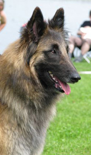 Jazzy-Fame 19.07.08 - 2v4kk. Jaffa.head1. IP.jpg (57219 bytes)