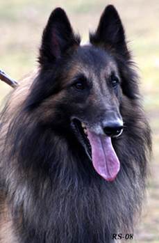 Jester-Son 18.10.2008 - 3v7kk Jekku.head7.jpg (109472 bytes)