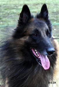 Joker-Son 18.10.2008 - 3 v 7 kk. Jaki.head.jpg (186167 bytes)