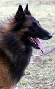 Joker-Son 18.10.2008 - 3 v 7 kk. Jaki.head10.jpg (199745 bytes)