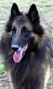 Joker-Son 18.10.2008 - 3 v 7 kk. Jaki.head6.jpg (224565 bytes)