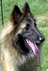Jonquil-Fame7.05.2006-13kk.head.jpg (76373 bytes)