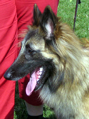 Jonquil-Fame7.05.2006-13kk.head1.jpg (74269 bytes)
