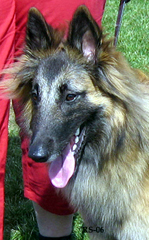 Jonquil-Fame7.05.2006-13kk.head2.jpg (78931 bytes)