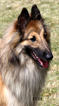 Kingly-Special 4.07.2009 - 1v12pv.Vili.head.jpg (173725 bytes)