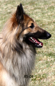 Kingly-Special 4.07.2009 - 1v12pv.Vili.head3.jpg (145990 bytes)