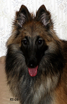 Kitty-Gaily 8.2.2009 - 8kk 2vk.Kitty .head.jpg (137439 bytes)